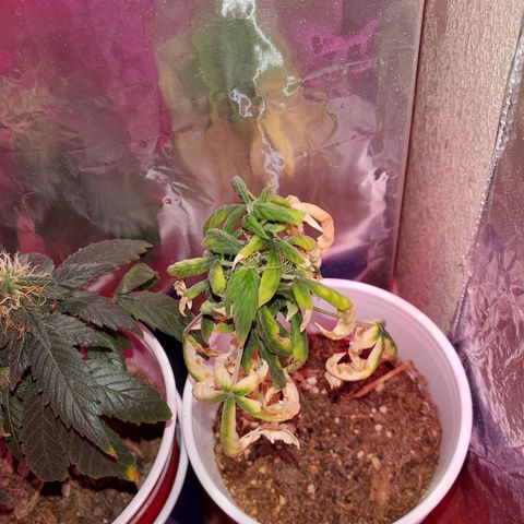 Unknown strain growlog timeline photo