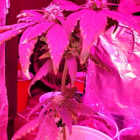 Unknown strain growlog timeline photo