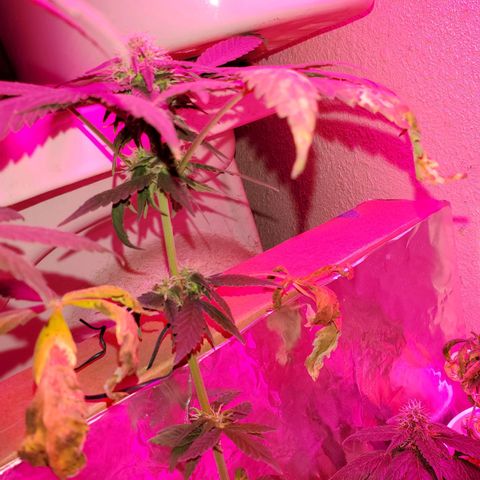 Unknown strain growlog timeline photo