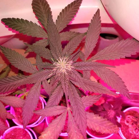 Unknown strain growlog timeline photo