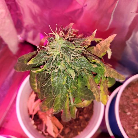 Unknown strain growlog timeline photo