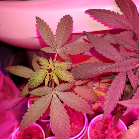Unknown strain growlog timeline photo