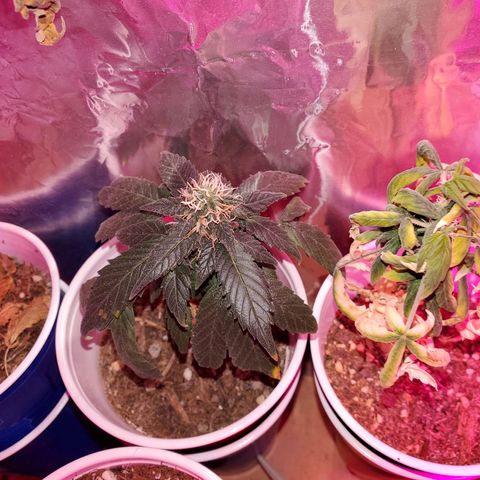 Unknown strain growlog timeline photo