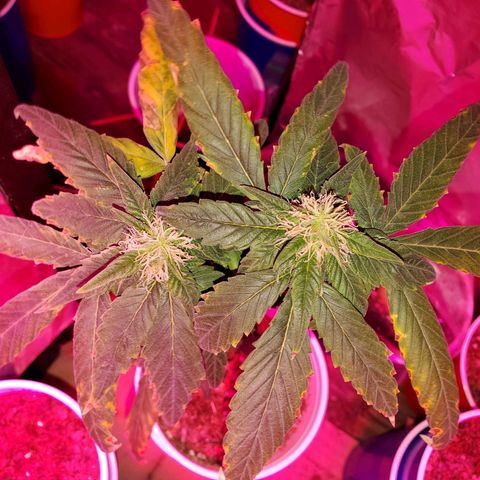 Unknown strain growlog timeline photo