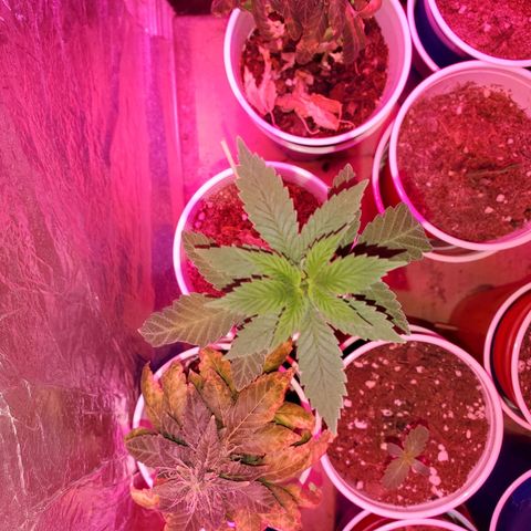 Unknown strain growlog timeline photo