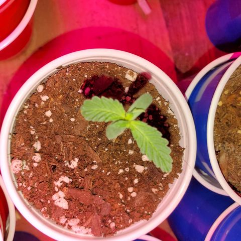 Blueberry Auto growlog photo: Baby Blueberry 1