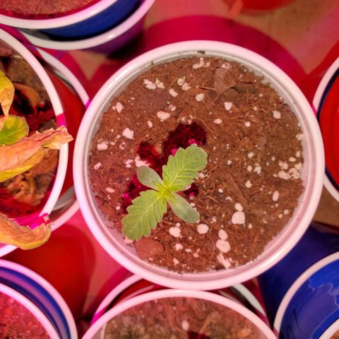 Blueberry Auto growlog photo: Baby Blueberry 2