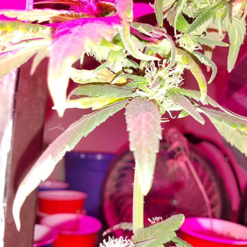 Unknown strain growlog timeline photo