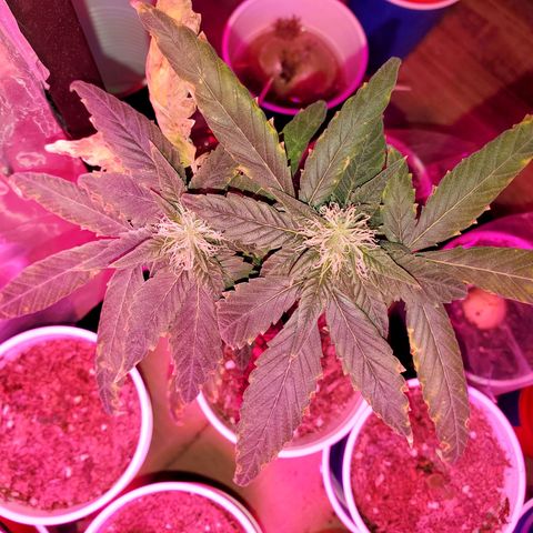 Unknown strain growlog timeline photo