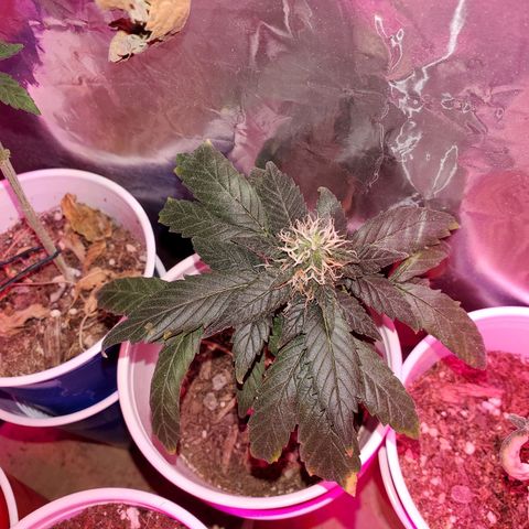 Unknown strain growlog timeline photo