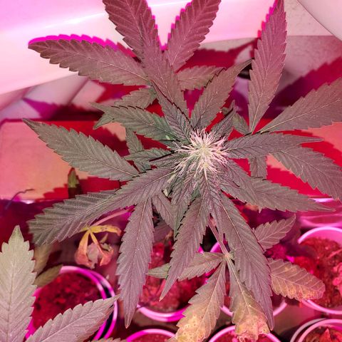 Unknown strain growlog timeline photo