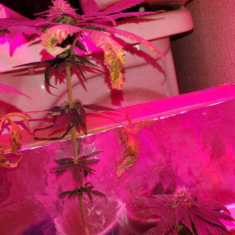 Unknown strain growlog timeline photo