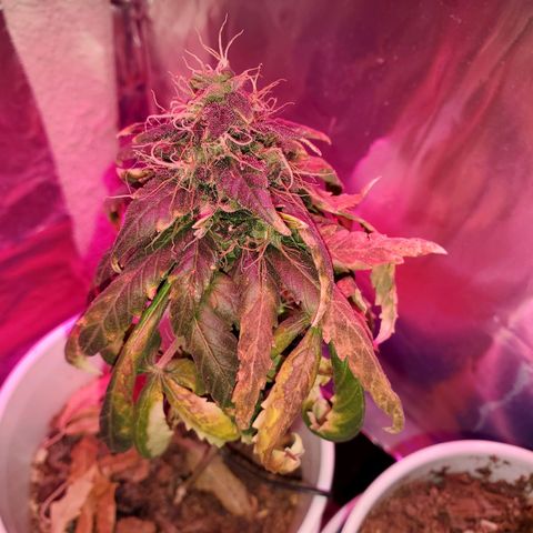 Unknown strain growlog timeline photo