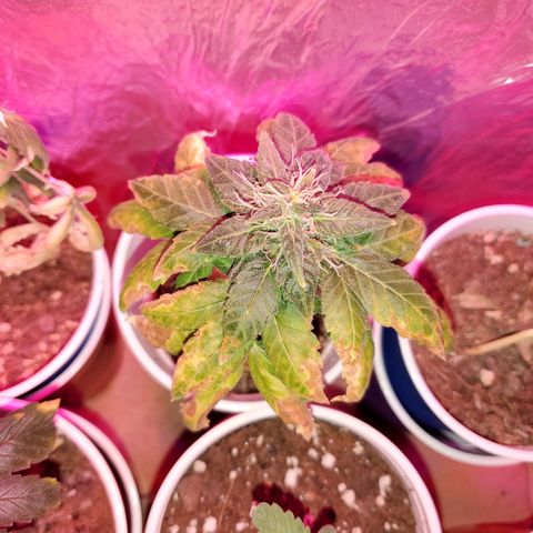 Unknown strain growlog timeline photo