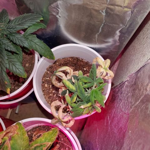 Unknown strain growlog timeline photo