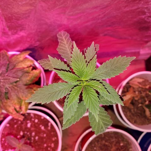 Unknown strain growlog timeline photo