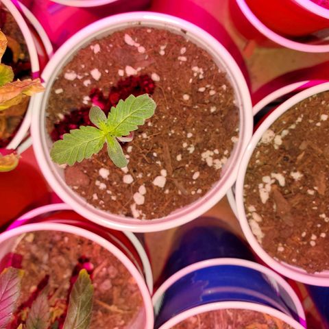 Blueberry Auto growlog timeline photo