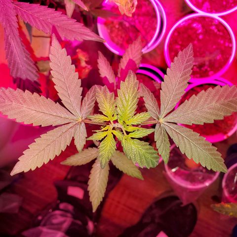 Unknown strain growlog timeline photo