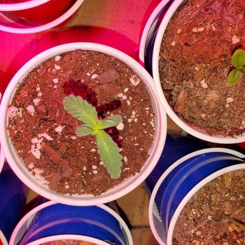 Blueberry Auto growlog timeline photo