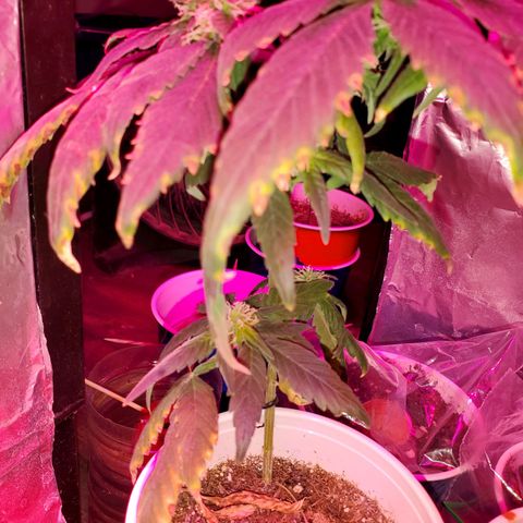 Unknown strain growlog timeline photo