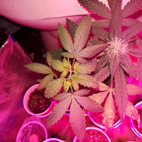 Unknown strain growlog timeline photo