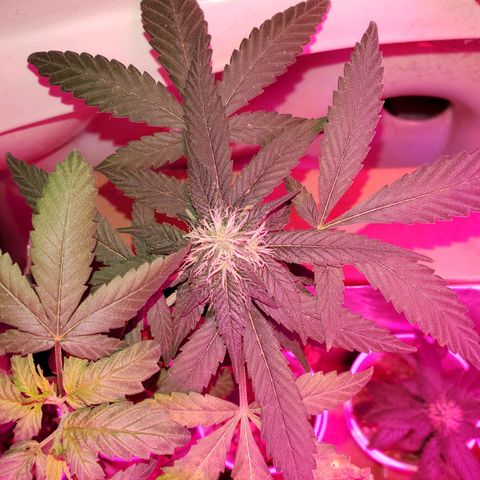 Unknown strain growlog timeline photo