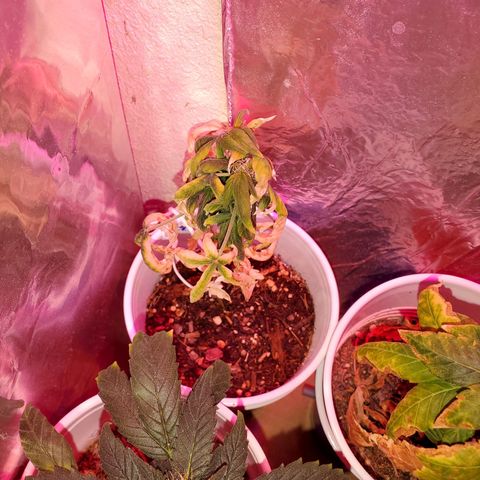 Unknown strain growlog timeline photo