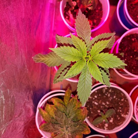 Unknown strain growlog timeline photo