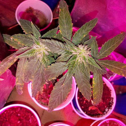 Unknown strain growlog timeline photo