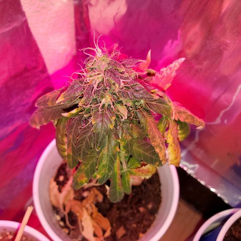 Unknown strain growlog timeline photo