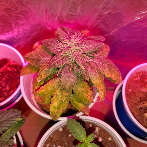Unknown strain growlog timeline photo