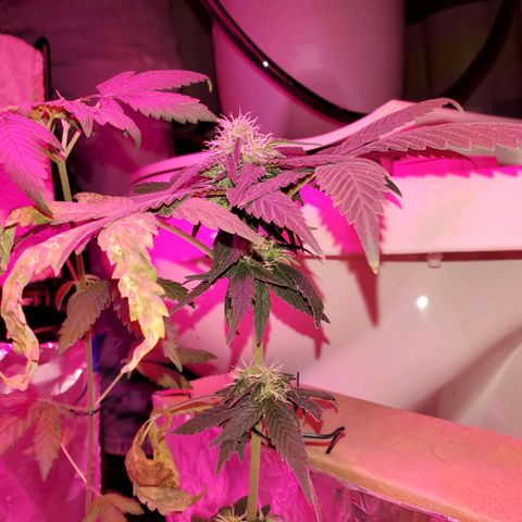 Unknown strain growlog timeline photo