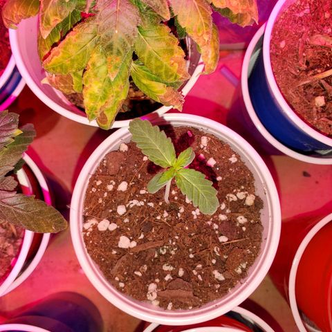 Blueberry Auto growlog timeline photo