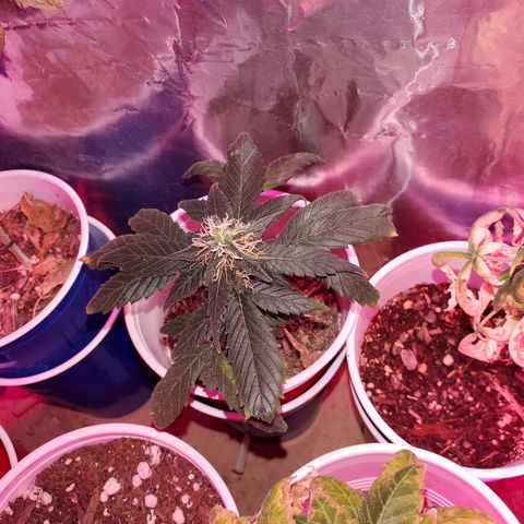 Unknown strain growlog timeline photo