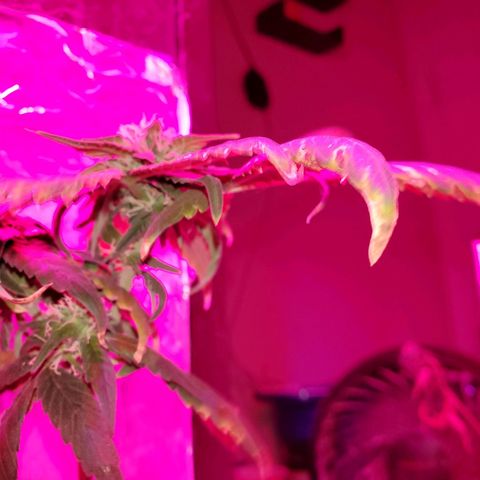 Unknown strain growlog photo: Everyone is getting water at different times.  Sometimes daily,  girls seem to be drinking it all up over night.   And 20% run off