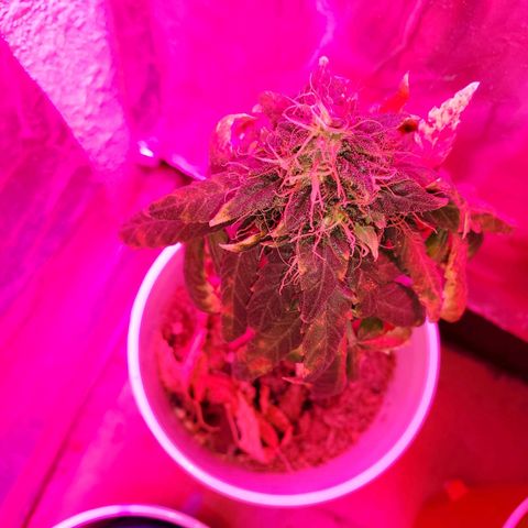 Unknown strain growlog photo: Everyone is getting water at different times.  Sometimes daily,  girls seem to be drinking it all up over night.   And 20% run off