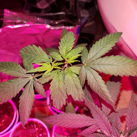 Unknown strain growlog photo: Everyone is getting water at different times.  Sometimes daily,  girls seem to be drinking it all up over night.   And 20% run off