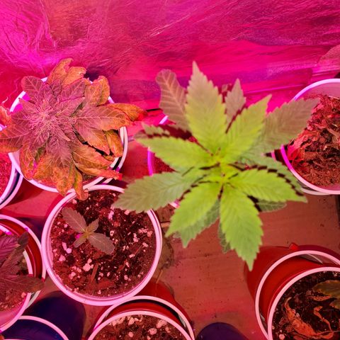 Unknown strain growlog photo: Everyone is getting water at different times.  Sometimes daily,  girls seem to be drinking it all up over night.   And 20% run off
