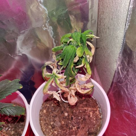Unknown strain growlog photo: Everyone is getting water at different times.  Sometimes daily,  girls seem to be drinking it all up over night.   And 20% run off