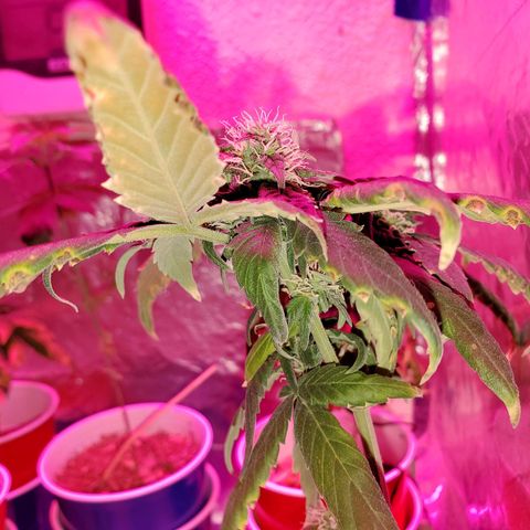 Unknown strain growlog timeline photo