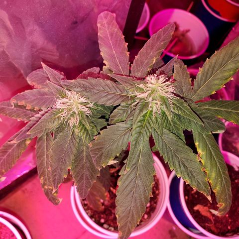 Unknown strain growlog timeline photo