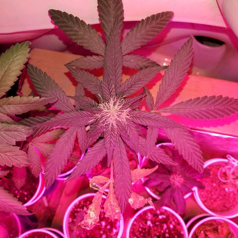 Unknown strain growlog photo: Everyone is getting water at different times.  Sometimes daily,  girls seem to be drinking it all up over night.   And 20% run off