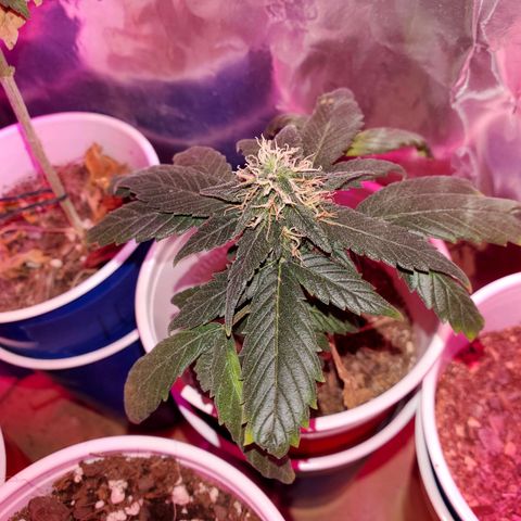 Unknown strain growlog photo: Everyone is getting water at different times.  Sometimes daily,  girls seem to be drinking it all up over night.   And 20% run off