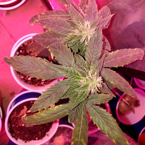 Unknown strain growlog photo: Everyone is getting water at different times.  Sometimes daily,  girls seem to be drinking it all up over night.   And 20% run off