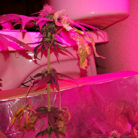 Unknown strain growlog photo: Everyone is getting water at different times.  Sometimes daily,  girls seem to be drinking it all up over night.   And 20% run off
