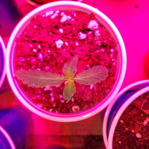 Blueberry Auto growlog photo: May have to wait til week two before top dressing these ladies