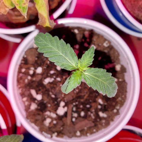 Blueberry Auto growlog photo: May have to wait til week two before top dressing these ladies