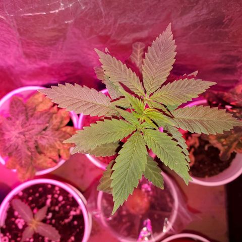 Unknown strain growlog timeline photo