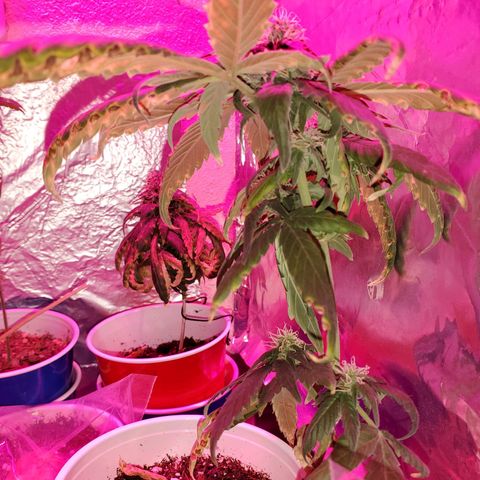 Unknown strain growlog timeline photo