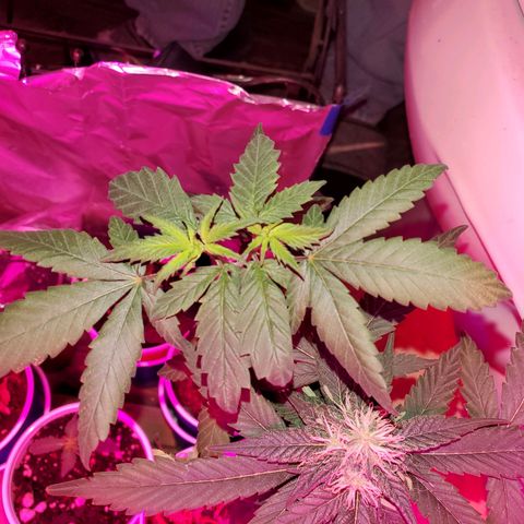 Unknown strain growlog timeline photo